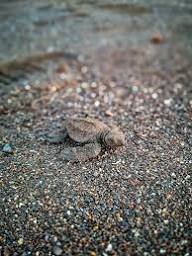 Tortugas lora anidando
